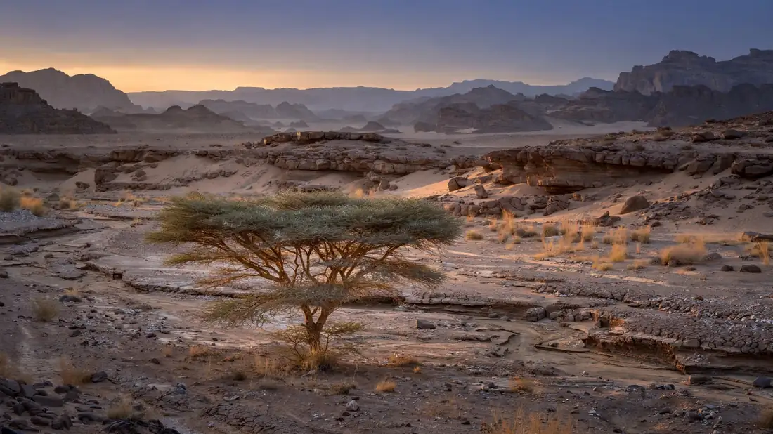 A lone acacia tree in a quiet desert wadi at dusk, soft warm light